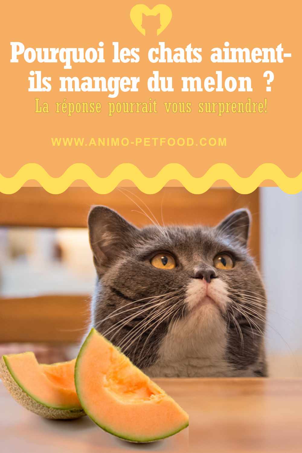 Pourquoi les chats aiment-ils manger du melon